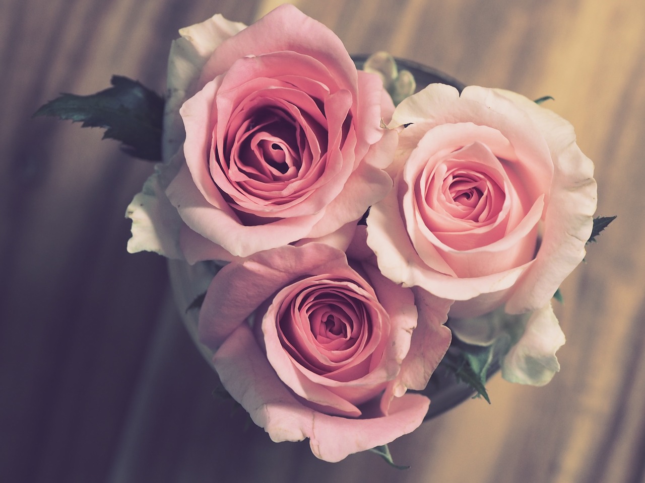 roses, pink, flowers-3072698.jpg